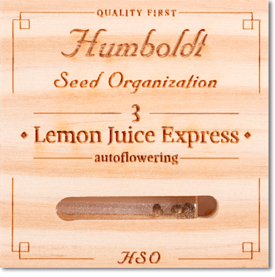   Lemon Juice Express Auto