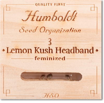   Lemon Kush Headband